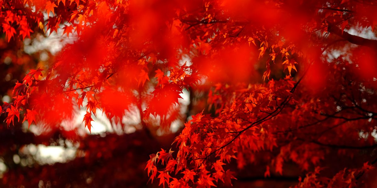 How to Plan a Fall Foliage Trip You'll Never Forget